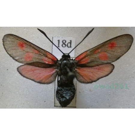 Zygaena meliloti Hübner, 1796 Czech18d
